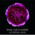 Rose Alexandrie EDT